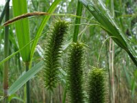 Carex pseudocyperus 2, Hoge cyperzegge, Saxifraga-Rutger Barendse