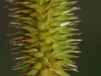 Carex pseudocyperus 3, Hoge cyperzegge, Saxifraga-Rutger Barendse