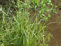Carex pseudocyperus 5, Hoge cyperzegge, Saxifraga-Rutger Barendse