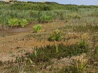 Carex pseudocyperus 6, Hoge cyperzegge, Saxifraga-Hans Boll