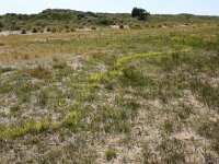 Carex pseudocyperus 7, Hoge cyperzegge, Saxifraga-Hans Boll