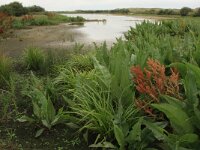 Carex pseudocyperus 9, Hoge cyperzegge, Saxifraga-Hans Boll