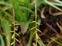 Carex pulicaris 1, Vlozegge, Saxifraga-Hans Dekker