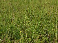 Carex pulicaris 21, Vlozegge, Saxifraga-Hans Boll