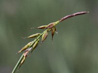 Carex pulicaris 3, Vlozegge, Saxifraga-Peter Meininger