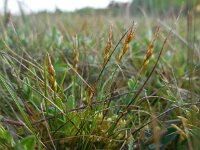 Carex pulicaris 33, Vlozegge, Saxifraga-Ed Stikvoort