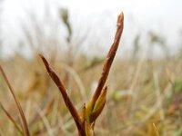 Carex pulicaris 34, Vlozegge, Saxifraga-Ed Stikvoort