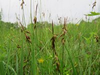 Carex pulicaris 6, Vlozegge, Saxifraga-Mark Zekhuis
