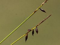 Carex pulicaris 7, Vlozegge, Saifraga-Peter Meininger