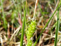 Carex punctata 2, Stippelzegge, Saxifraga-Rutger Barendse