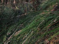 Carex reichenbachii 2, Valse zandzegge, Saxifraga-Rutger Barendse
