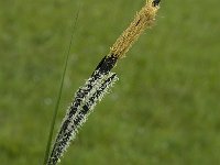 Carex riparia 17, Oeverzegge, Saxifraga-Jan van der Straaten