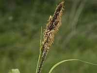 Carex riparia 2, Oeverzegge, Saxifraga-Jan van der Straaten