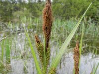 Carex riparia 35, Oeverzegge, Saxifraga-Rutger Barendse