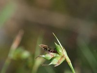 Carex rorulenta 1, Saxifraga-Rutger Barendse