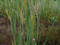 Carex rostrata 1, Snavelzegge, Saxifraga-Rutger Barendse