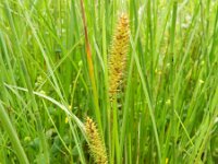 Carex rostrata 13, Snavelzegge, Saxifraga-Rutger Barendse