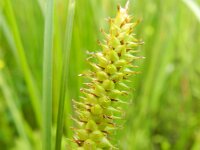 Carex rostrata 14, Snavelzegge, Saxifraga-Rutger Barendse