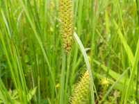 Carex rostrata 15, Snavelzegge, Saxifraga-Rutger Barendse