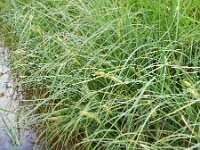 Carex rostrata 17, Snavelzegge, Saxifraga-Rutger Barendse