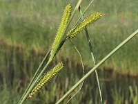 Carex rostrata 2, Snavelzegge, Saxifraga-Peter Meininger