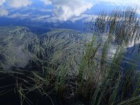 Carex rostrata 20, Snavelzegge, Saxifraga-Hans Boll