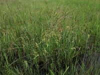 Carex rostrata 24, Snavelzegge, Saxifraga-Hans Boll
