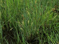 Carex rostrata 25, Snavelzegge, Saxifraga-Hans Boll
