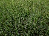 Carex rostrata 30, Snavelzegge, Saxifraga-Hans Boll