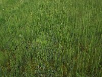 Carex rostrata 31, Snavelzegge, Saxifraga-Hans Boll