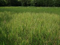 Carex rostrata 38, Snavelzegge, Saxifraga-Hans Boll