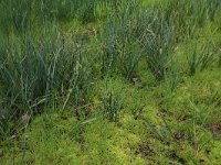 Carex rostrata 40, Snavelzegge, Saxifraga-Hans Boll