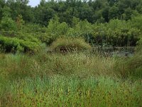 Carex rostrata 42, Snavelzegge, Saxifraga-Hans Boll