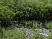 Carex rostrata 43, Snavelzegge, Saxifraga-Hans Boll