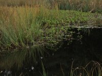 Carex rostrata 52, Snavelzegge, Saxifraga-Hans Boll