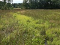 Carex rostrata 56, Snavelzegge, Saxifraga-Hans Boll