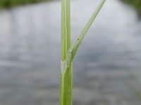 Carex scoparia - venlo (12)
