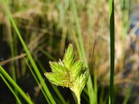 Carex scoparia 3, Saxifraga-Rutger Barendse