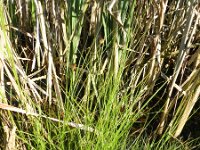 Carex scoparia 5, Saxifraga-Rutger Barendse