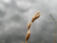 Carex scoparia 7, Saxifraga-Rutger Barendse