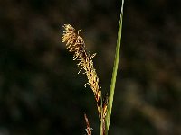 Carex sempervirens 1, Saxifraga-Jan van der Straaten