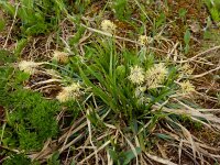 Carex sempervirens 2, Saxifraga-Ed Stikvoort