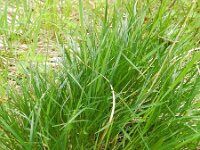 Carex sempervirens 6, Saxifraga-Rutger Barendse