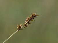 Carex spicata 6, Gewone bermzegge, Saxifraga-Peter Meininger
