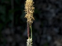 Carex tomentosa 1, Viltzegge, Saxifraga-Jan van der Straaten