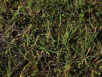 Carex trinervis 4, Drienervige zegge, Saxifraga-Hans Boll