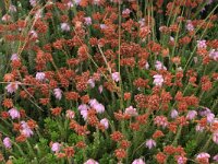 Carex trinervis 9, Drienervige zegge, Saxifraga-Hans Boll