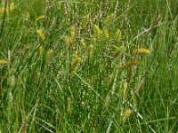 Carex vesicaria 16, Blaaszegge, Saxifraga-Ed Stikvoort