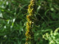 Carex vulpinoidea 1, Ribbelzegge, Saxifraga-Rutger Barendse
