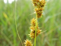 Carex vulpinoidea 2, Ribbelzegge, Saxifraga-Rutger Barendse